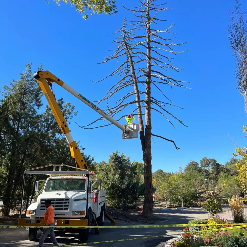 Utah Tree Services company serving the Greater Salt Lake City area