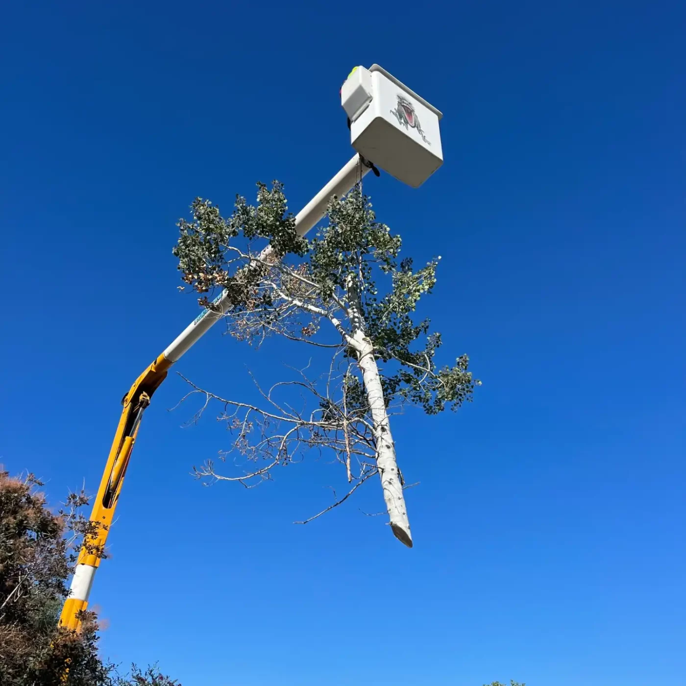 utah-expert-tree-removal-services